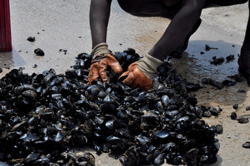 Miesmuscheln In der Bucht von Kotor