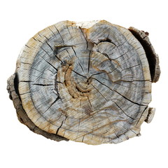 Cross section of tree rotten trunk isolated on white background, olive wood