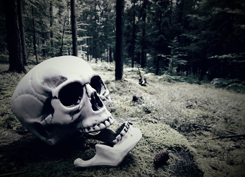 Human skull 