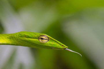 Oriental Whipsnake or Asian Vine Snake