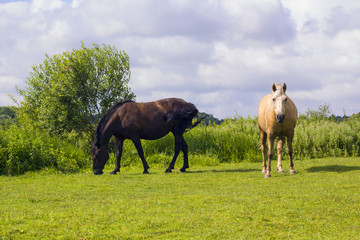 Two horses grazing on green meadow sunny summer day. Domestic animals in field