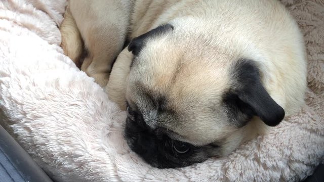 Mops HUnd liegt im K&ouml;rbchen


