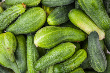 Green fresh rustic cucumbers in a pile veggies. Vegetable background pattern with gherkins. Photo for food, market, farm, vegies. Top view close-up.