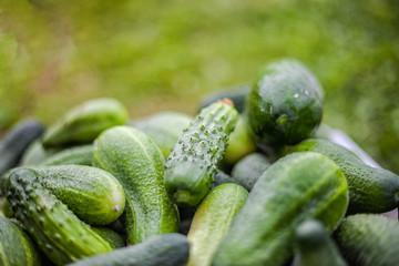 Pile of fresh green cucumbers. Vegetable photo on blurred floral background close-up. Selective focus.