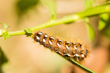 caterpillar