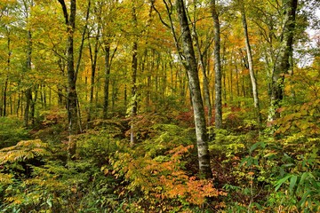 秋の奥裾花自然園