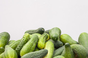 Fresh green cucumbers on white background. Vegetable gherkin photo close-up with selective focus.