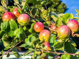 Äpfel auf einer Obstwiese
