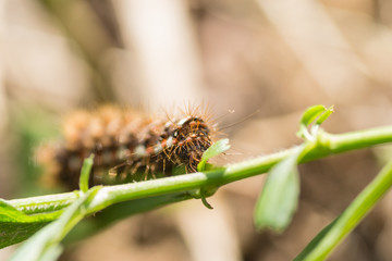 caterpillar