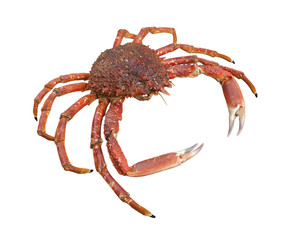 european spider crab