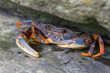 Crab crustacean in rainforest