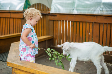 Toddler girl play with the lamb