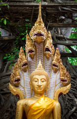 Fototapeta premium Gold color of Buddha statue with Serpent on forest background at