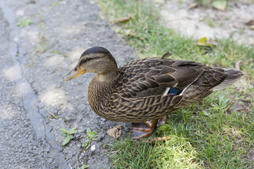 Wild duck.