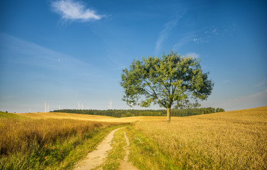 Fototapeta na wymiar lonely tree in a field