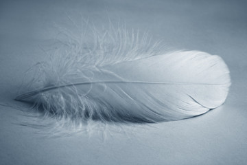 White feather,Closeup.