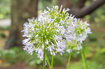 closeup of white Agapanthus flowers
