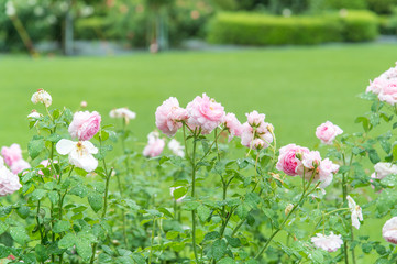 Pink roses