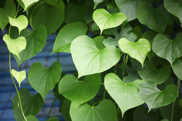 Fototapeta na wymiar heart shape foliage background.