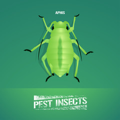 Realistic vector illustration of insect Aphidoidea, aphis