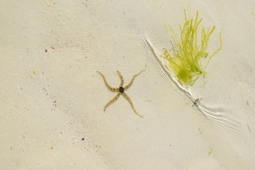 Araignée de mer Zanzibar