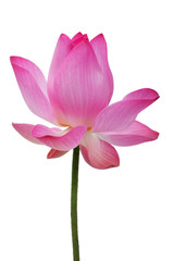 lotus flower isolated on white background.