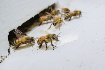 Beekeeping, The bees at front hive entrance, honeycomb in a wooden frame