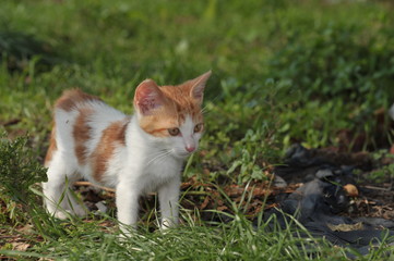 gatto piccolo bianco e rosso in un prato
