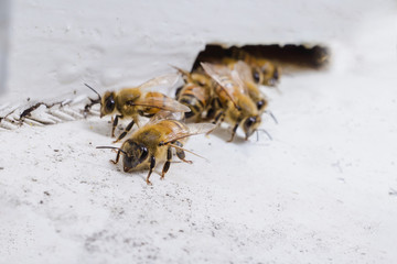 Beekeeping, The bees at front hive entrance, honeycomb in a wooden frame