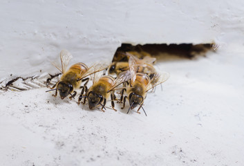 Beekeeping, The bees at front hive entrance, honeycomb in a wooden frame