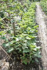 Green calabash in the garden, Thai agriculture