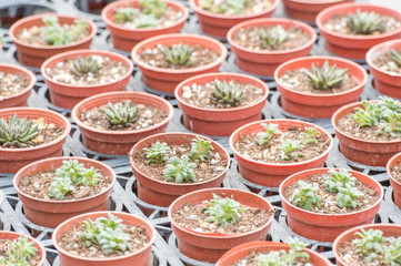 succulent plants
