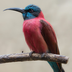 Close-up view of a Southern carmine bee-eater (Merops nubicoides)