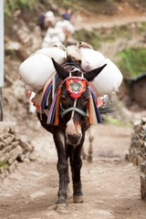 Close-up of an mule caravan, Dudh Kosi valley, Solu Khumbu, Nepal - obrazy, fototapety, plakaty