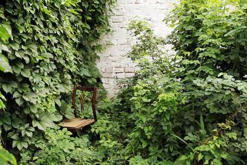chaise perdue au milieu des plantes