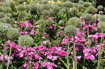 Blühender Zierlauch und Rosen