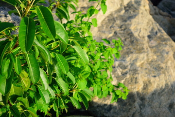 Contrast of green and yellow