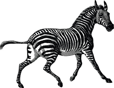 Vintage picture zebra