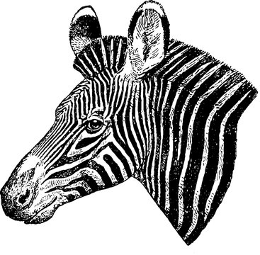 Fototapeta Vintage picture zebra head