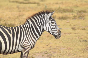Fototapeta na wymiar Zèbre dans la savane Serengeti