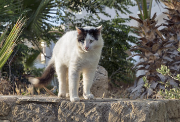 Obraz premium black and white street cat on the wall