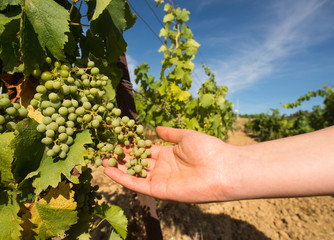 Naklejka na ściany i meble Woman's hand holding bunch of wine grapes in a vineyard