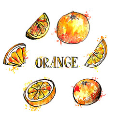 hand drawn oranges