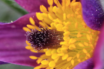 pasqueflower as nice flower