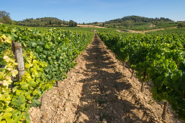 Fototapeta na wymiar Fields of Vineyards outside the town of Carcassonne in the south of France