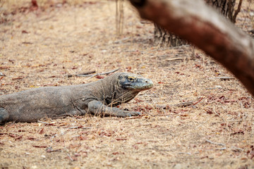 Biggest Lizard Komodo Dragon in the Wild