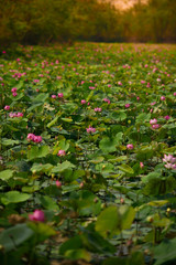 Lotus pond scenery