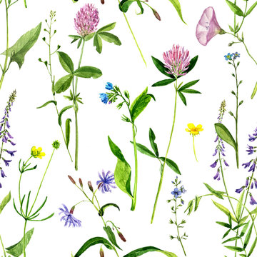 seamless pattern with watercolor drawing flowers and herbs