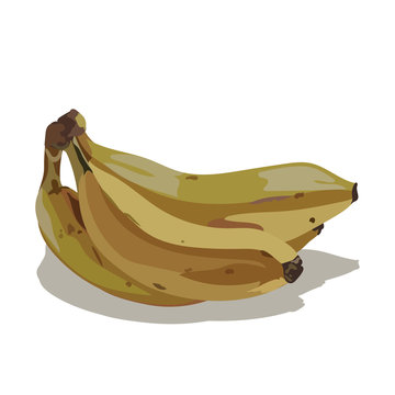 Watercolor banana Vector isolated on white background. Hand drawn watercolor on white background. Vector illustration of fruit banana
