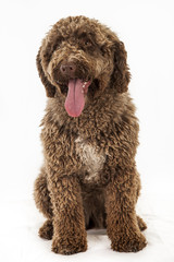 spanish water dog
